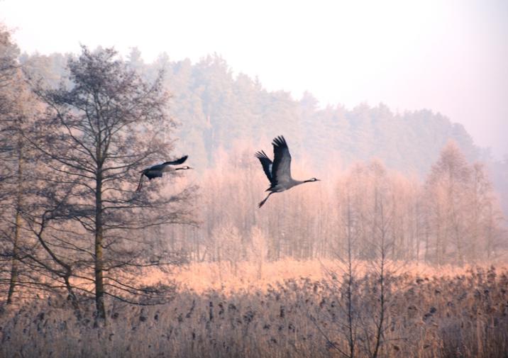 Żurawie&#x20;nad&#x20;lasem&#x20;&#x2f;&#x20;fot&#x2e;&#x20;Marek&#x20;Wąsowicz&#x2f;