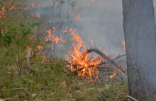 Statystyka pożarowa w lasach